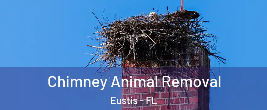  Chimney Animal Removal Eustis - FL