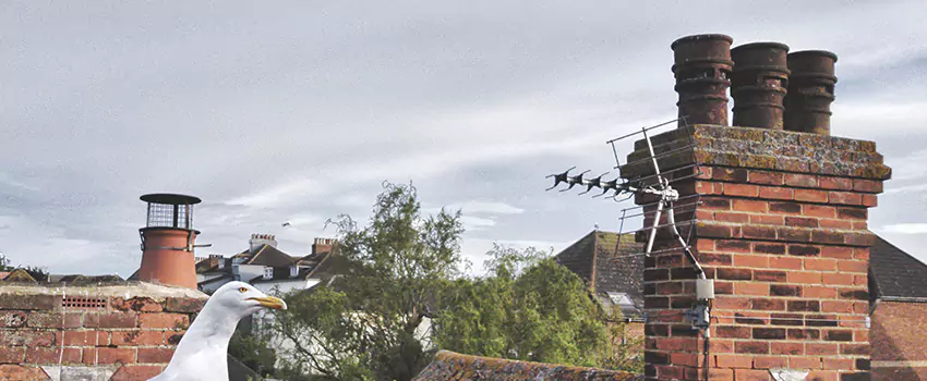 Chimney Cleaning And Restoration in Eustis, Florida